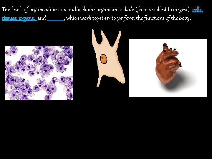 The levels of organization in a multicellular organism include (from smallest to largest) cells,