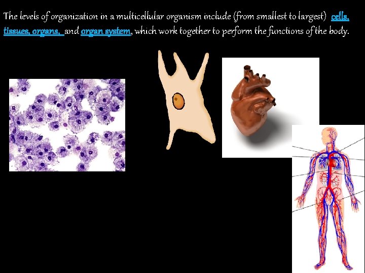 The levels of organization in a multicellular organism include (from smallest to largest) cells,