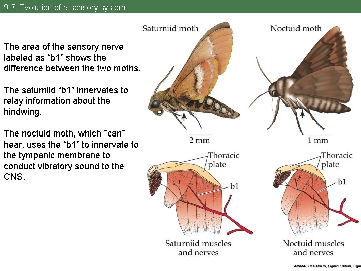 9. 7 Evolution of a sensory system The area of the sensory nerve labeled