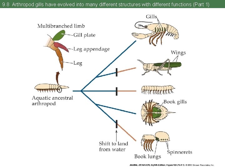 9. 8 Arthropod gills have evolved into many different structures with different functions (Part
