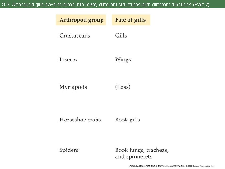9. 8 Arthropod gills have evolved into many different structures with different functions (Part