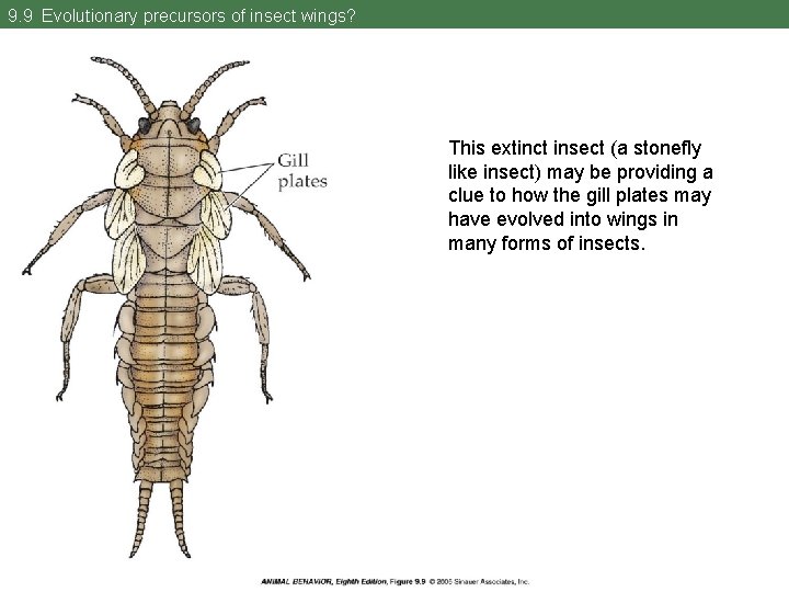 9. 9 Evolutionary precursors of insect wings? This extinct insect (a stonefly like insect)