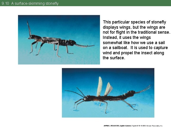 9. 10 A surface-skimming stonefly This particular species of stonefly displays wings, but the
