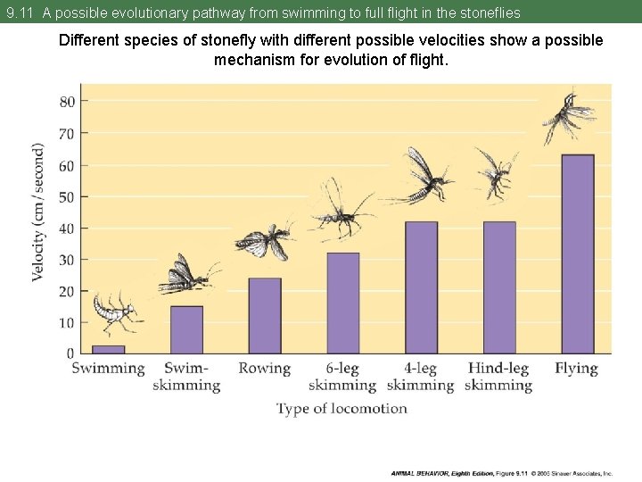 9. 11 A possible evolutionary pathway from swimming to full flight in the stoneflies