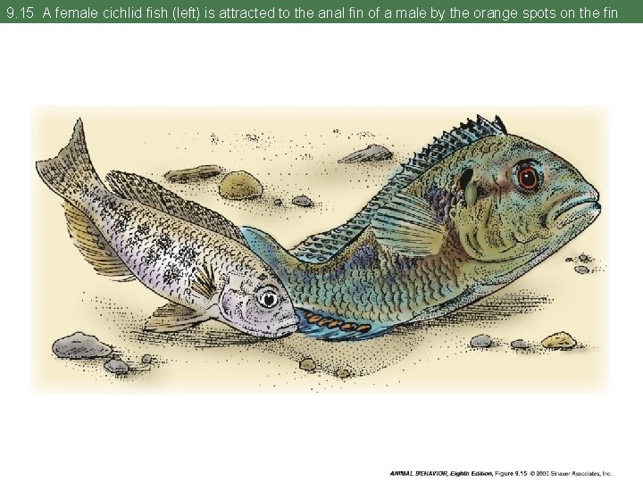 9. 15 A female cichlid fish (left) is attracted to the anal fin of