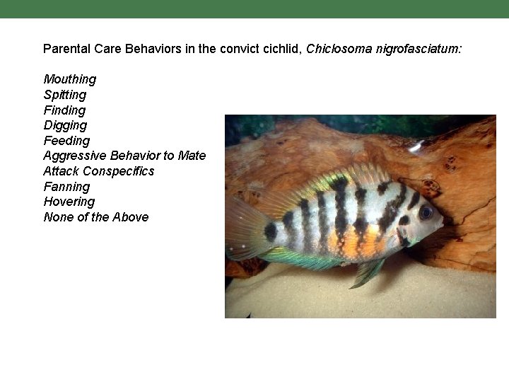 Parental Care Behaviors in the convict cichlid, Chiclosoma nigrofasciatum: Mouthing Spitting Finding Digging Feeding