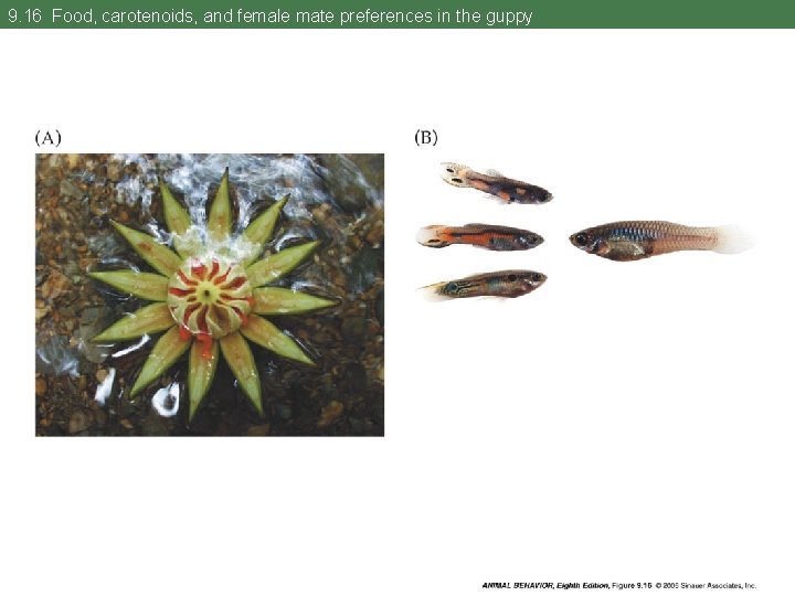 9. 16 Food, carotenoids, and female mate preferences in the guppy 