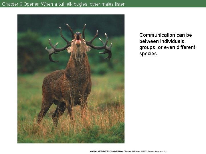 Chapter 9 Opener: When a bull elk bugles, other males listen Communication can be