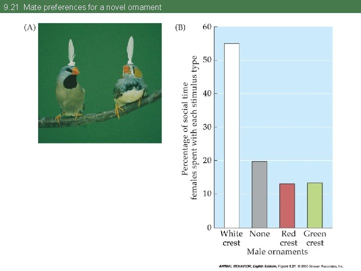 9. 21 Mate preferences for a novel ornament 