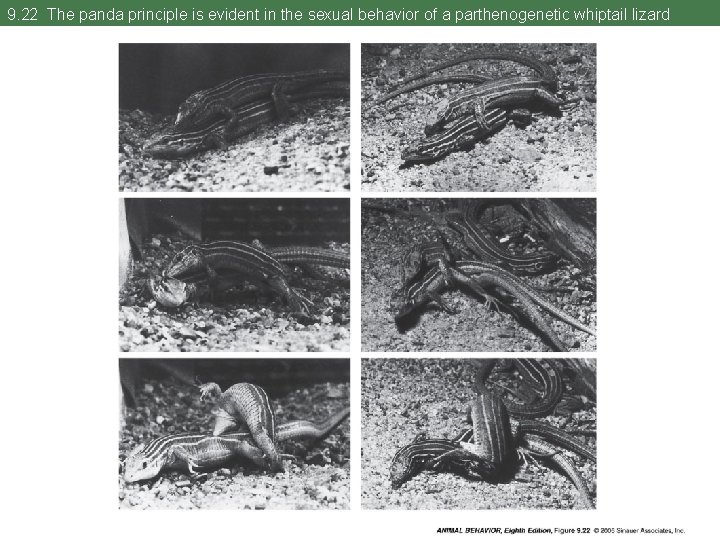9. 22 The panda principle is evident in the sexual behavior of a parthenogenetic