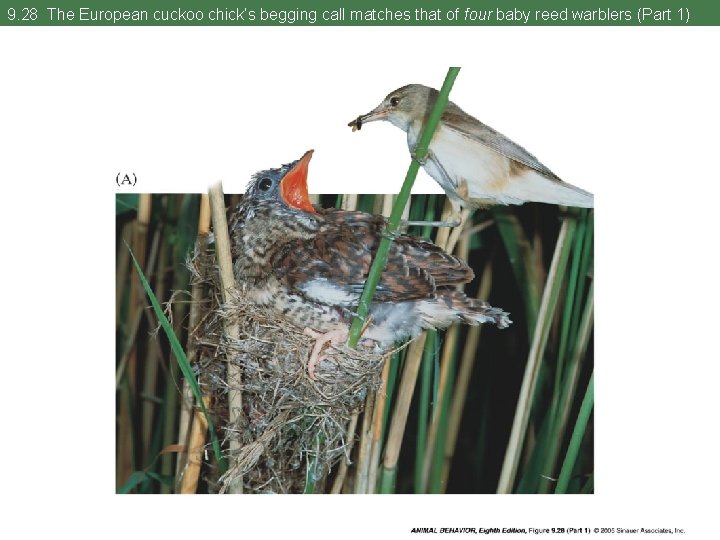 9. 28 The European cuckoo chick’s begging call matches that of four baby reed