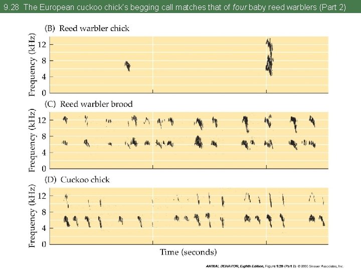 9. 28 The European cuckoo chick’s begging call matches that of four baby reed