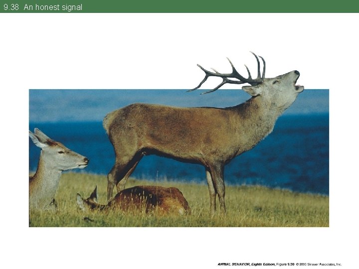 9. 38 An honest signal 