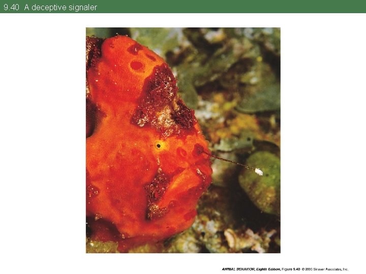 9. 40 A deceptive signaler 