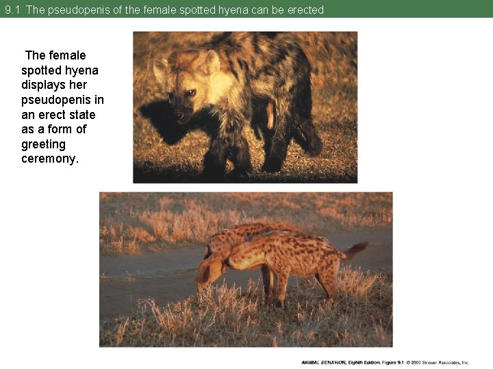 9. 1 The pseudopenis of the female spotted hyena can be erected The female