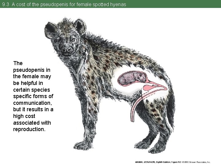 9. 3 A cost of the pseudopenis for female spotted hyenas The pseudopenis in