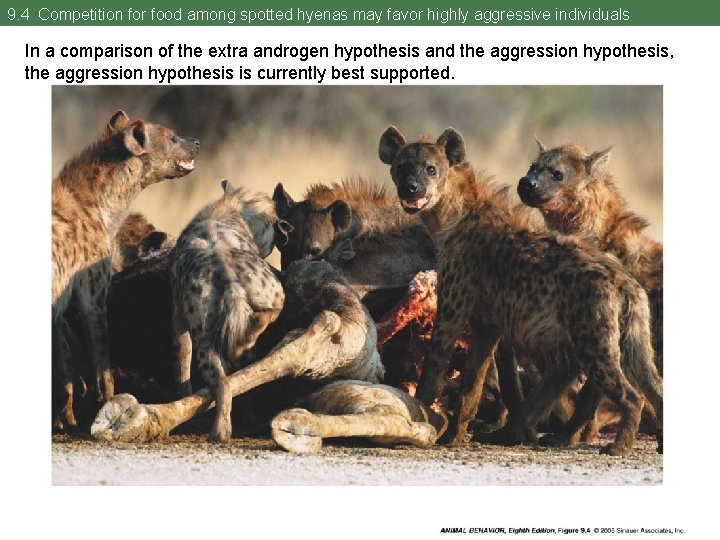 9. 4 Competition for food among spotted hyenas may favor highly aggressive individuals In