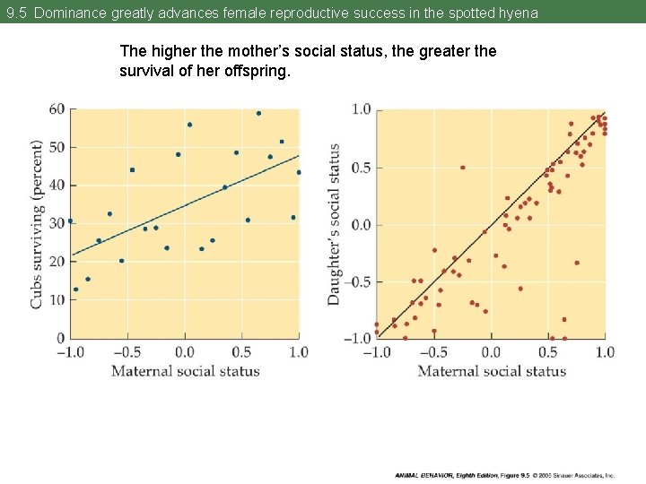 9. 5 Dominance greatly advances female reproductive success in the spotted hyena The higher