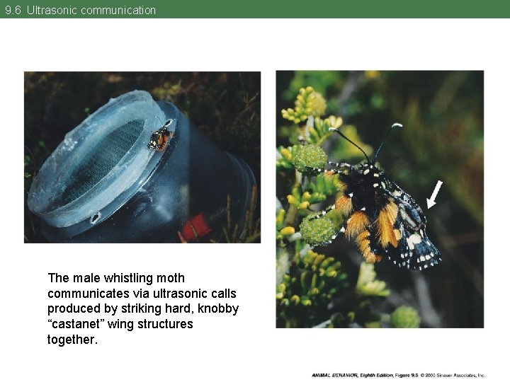 9. 6 Ultrasonic communication The male whistling moth communicates via ultrasonic calls produced by