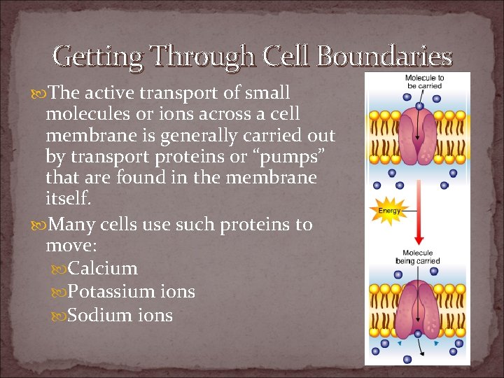 All About Cells Cell Boundaries Part 2 Getting