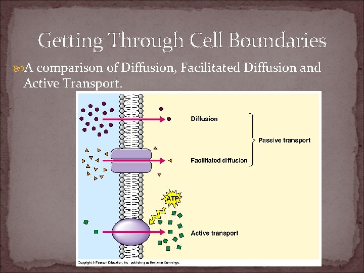 All About Cells Cell Boundaries Part 2 Getting