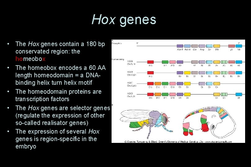 Hox genes • The Hox genes contain a 180 bp conservated region: the homeobox