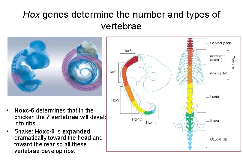 Hox genes determine the number and types of vertebrae • Hoxc-6 determines that in