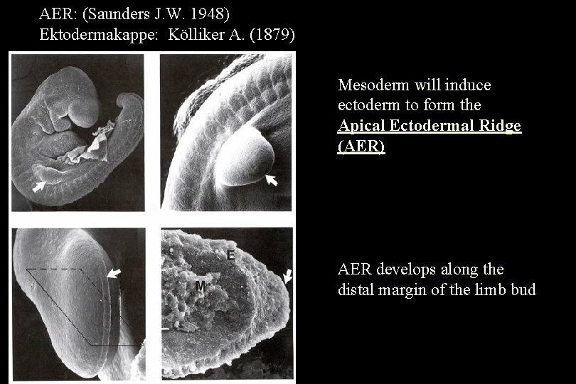 AER: (Saunders J. W. 1948) Ektodermakappe: Kölliker A. (1879) Mesoderm will induce ectoderm to