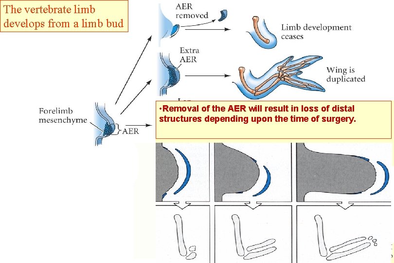 The vertebrate limb develops from a limb bud • Removal of the AER will