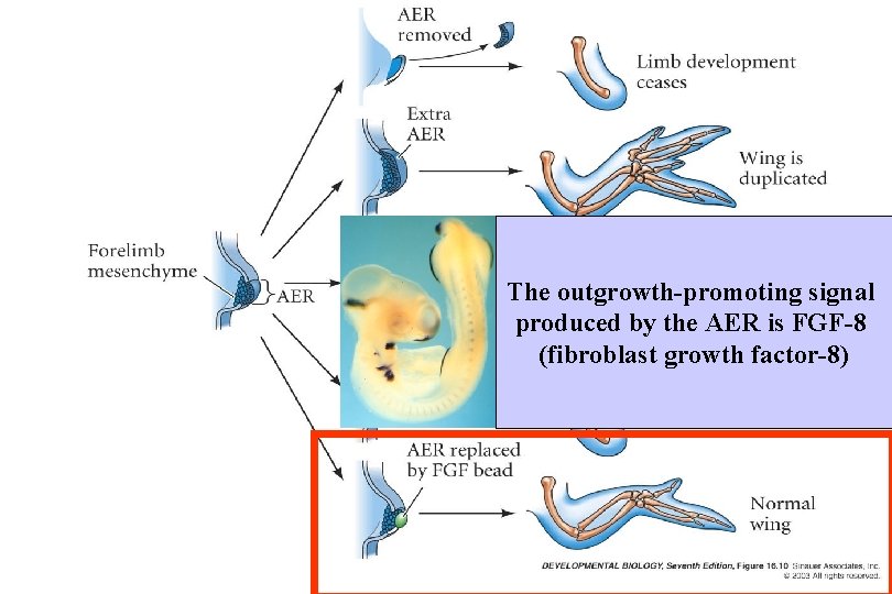 The outgrowth-promoting signal produced by the AER is FGF-8 (fibroblast growth factor-8) 