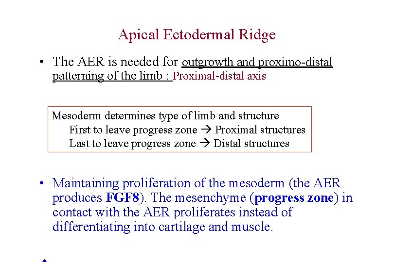 Apical Ectodermal Ridge • The AER is needed for outgrowth and proximo-distal patterning of