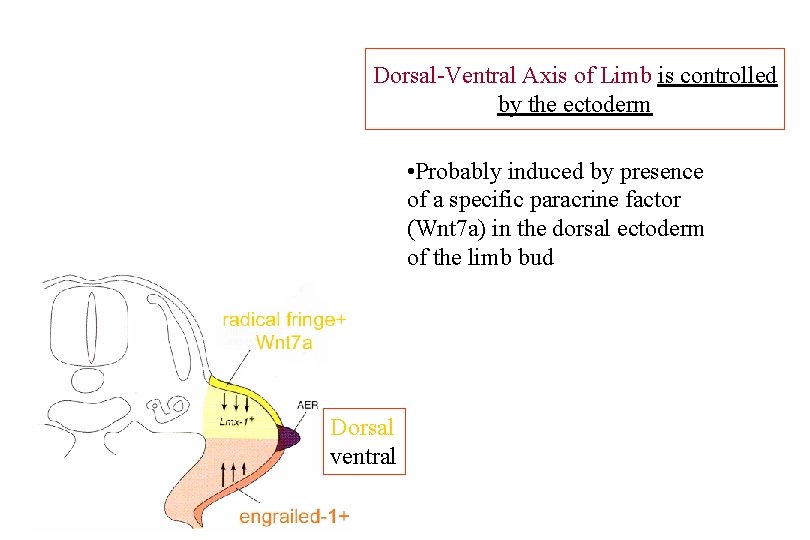 Dorsal-Ventral Axis of Limb is controlled by the ectoderm • Probably induced by presence