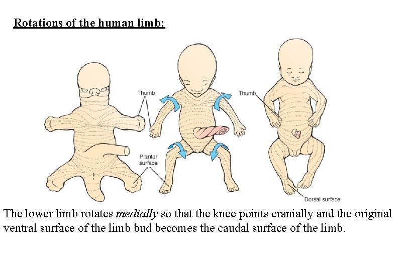Rotations of the human limb: The lower limb rotates medially so that the knee