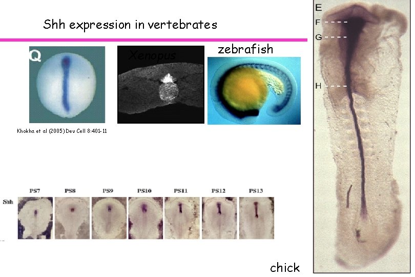 Shh expression in vertebrates Xenopus zebrafish Khokha et al (2005) Dev Cell 8: 401