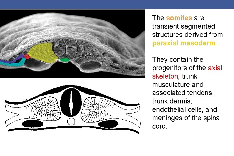 The somites are transient segmented structures derived from paraxial mesoderm. They contain the progenitors