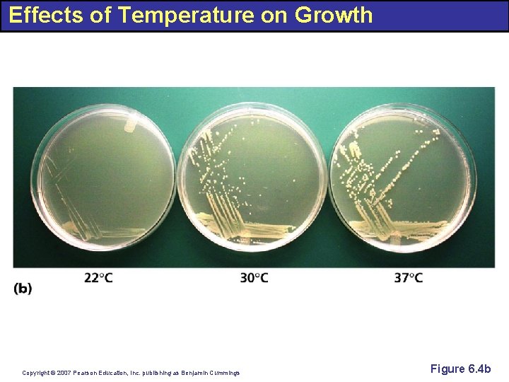 Effects of Temperature on Growth Copyright © 2007 Pearson Education, Inc. publishing as Benjamin