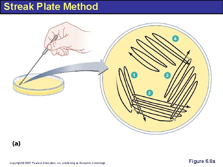 Streak Plate Method Copyright © 2007 Pearson Education, Inc. publishing as Benjamin Cummings Figure