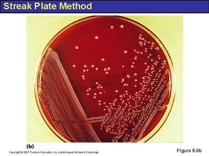 Streak Plate Method Copyright © 2007 Pearson Education, Inc. publishing as Benjamin Cummings Figure