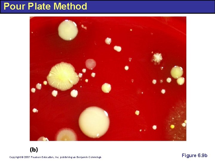 Pour Plate Method Copyright © 2007 Pearson Education, Inc. publishing as Benjamin Cummings Figure