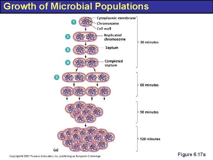 Growth of Microbial Populations Copyright © 2007 Pearson Education, Inc. publishing as Benjamin Cummings