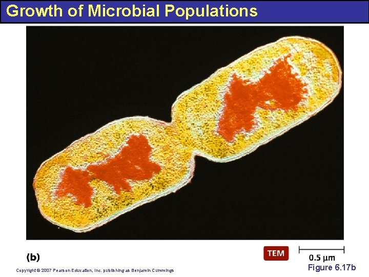 Growth of Microbial Populations Copyright © 2007 Pearson Education, Inc. publishing as Benjamin Cummings