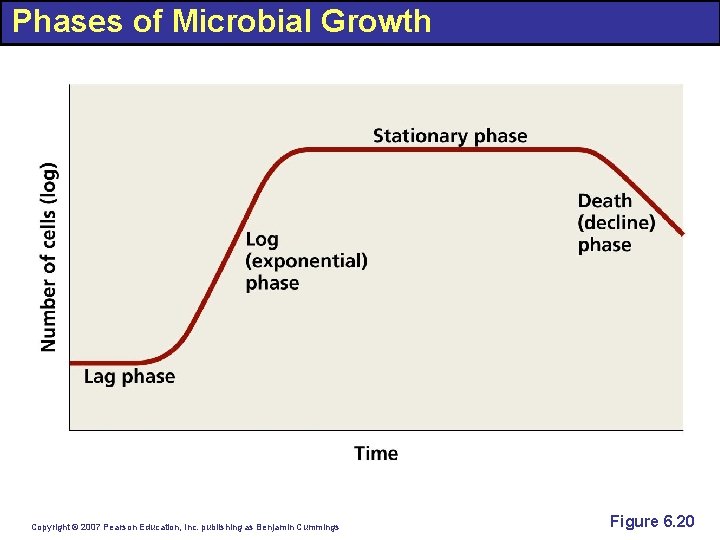 Phases of Microbial Growth Copyright © 2007 Pearson Education, Inc. publishing as Benjamin Cummings