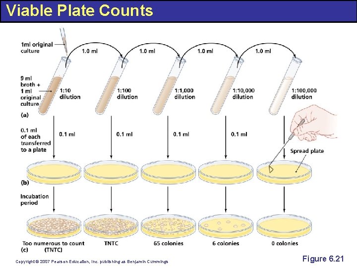 Viable Plate Counts Copyright © 2007 Pearson Education, Inc. publishing as Benjamin Cummings Figure