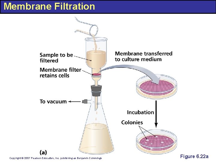 Membrane Filtration Copyright © 2007 Pearson Education, Inc. publishing as Benjamin Cummings Figure 6.