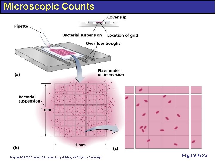 Microscopic Counts Copyright © 2007 Pearson Education, Inc. publishing as Benjamin Cummings Figure 6.
