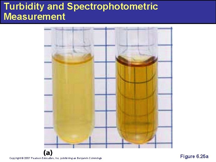 Turbidity and Spectrophotometric Measurement Copyright © 2007 Pearson Education, Inc. publishing as Benjamin Cummings