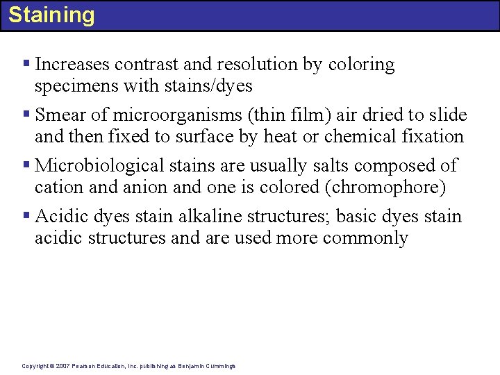 Staining § Increases contrast and resolution by coloring specimens with stains/dyes § Smear of