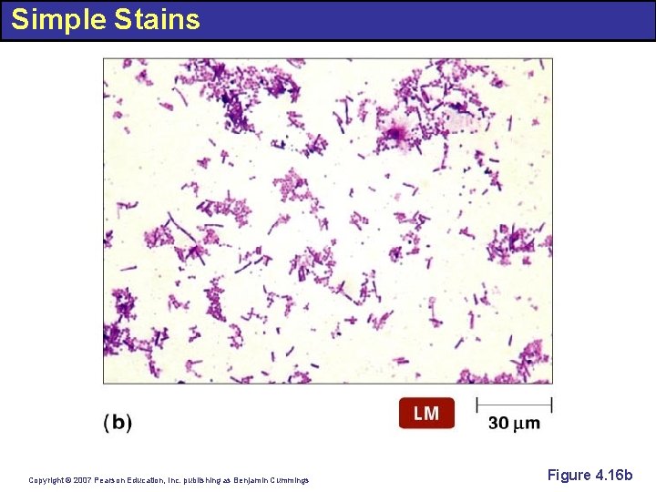 Simple Stains Copyright © 2007 Pearson Education, Inc. publishing as Benjamin Cummings Figure 4.