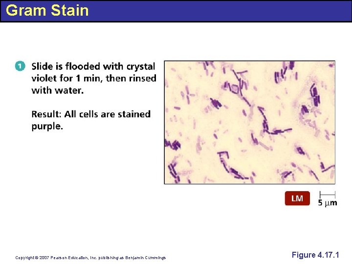 Gram Stain Copyright © 2007 Pearson Education, Inc. publishing as Benjamin Cummings Figure 4.