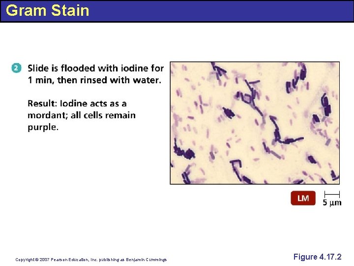 Gram Stain Copyright © 2007 Pearson Education, Inc. publishing as Benjamin Cummings Figure 4.
